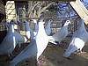 Rock Doves